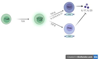 The role behind the scenes of Tregs and Th17s in Hashimoto’s thyroiditis: Toward a pivotal role of FOXP3 and BACH2